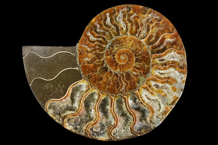 Agatized Ammonite Fossil (Half) - Madagascar #135254